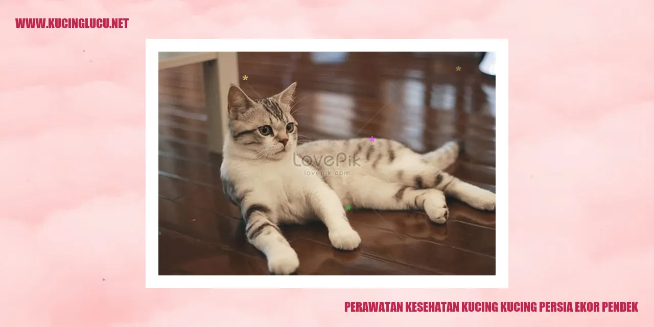 Kucing Persia Ekor Pendek