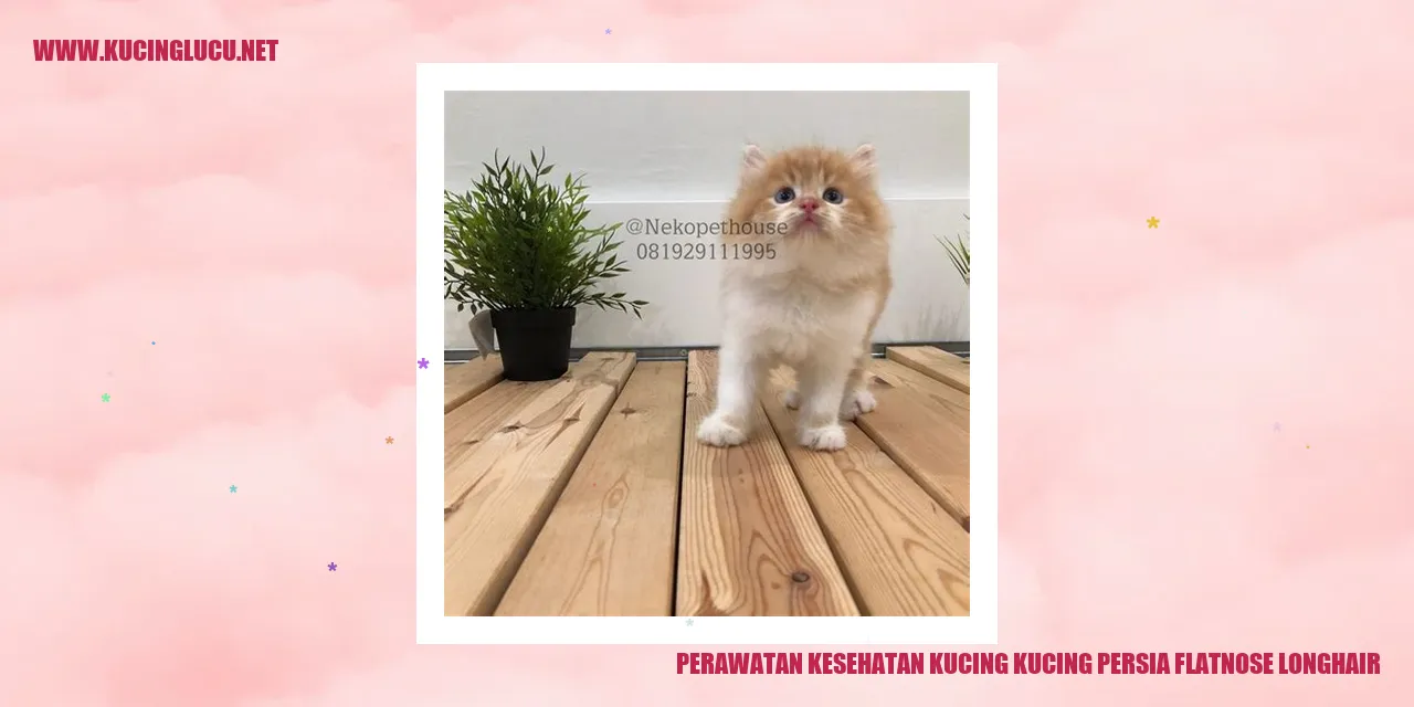 Kucing Persia dengan Hidung Pesek dan Rambut Panjang
