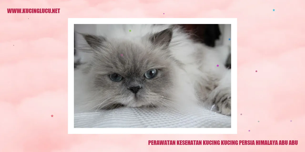 Perawatan Kucing Persia Himalaya Abu-abu
