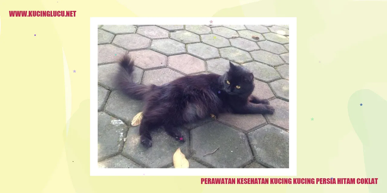 Perawatan Kucing Persia Hitam Coklat