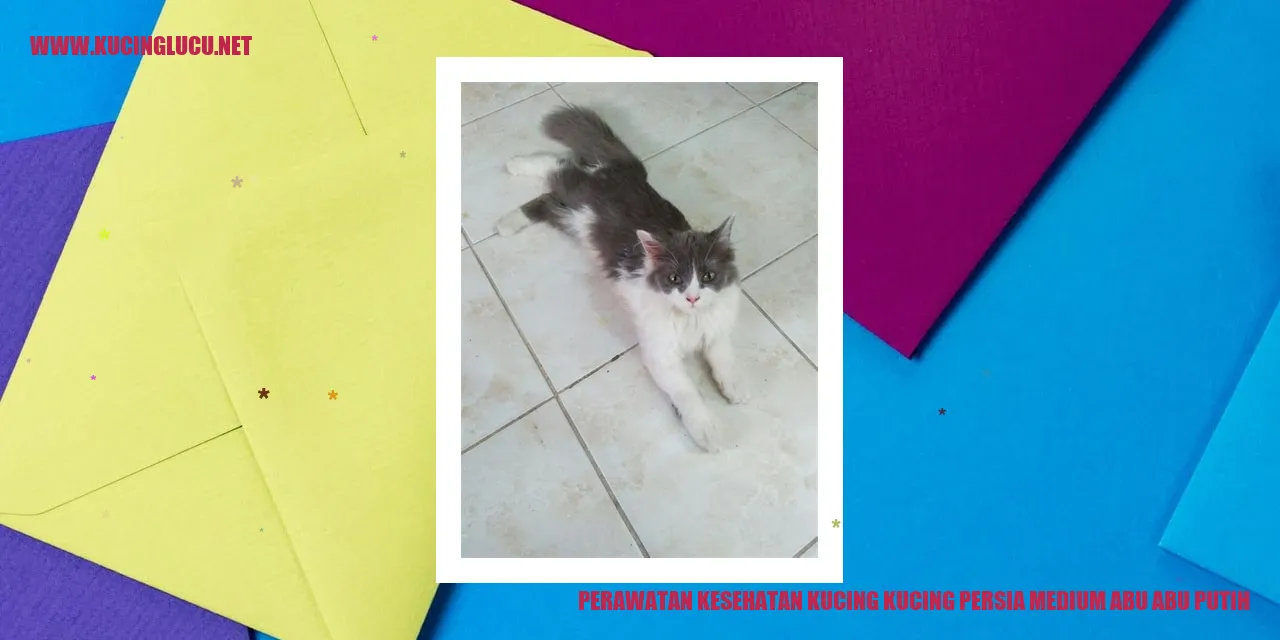 Kucing Persia Medium Abu-abu Putih