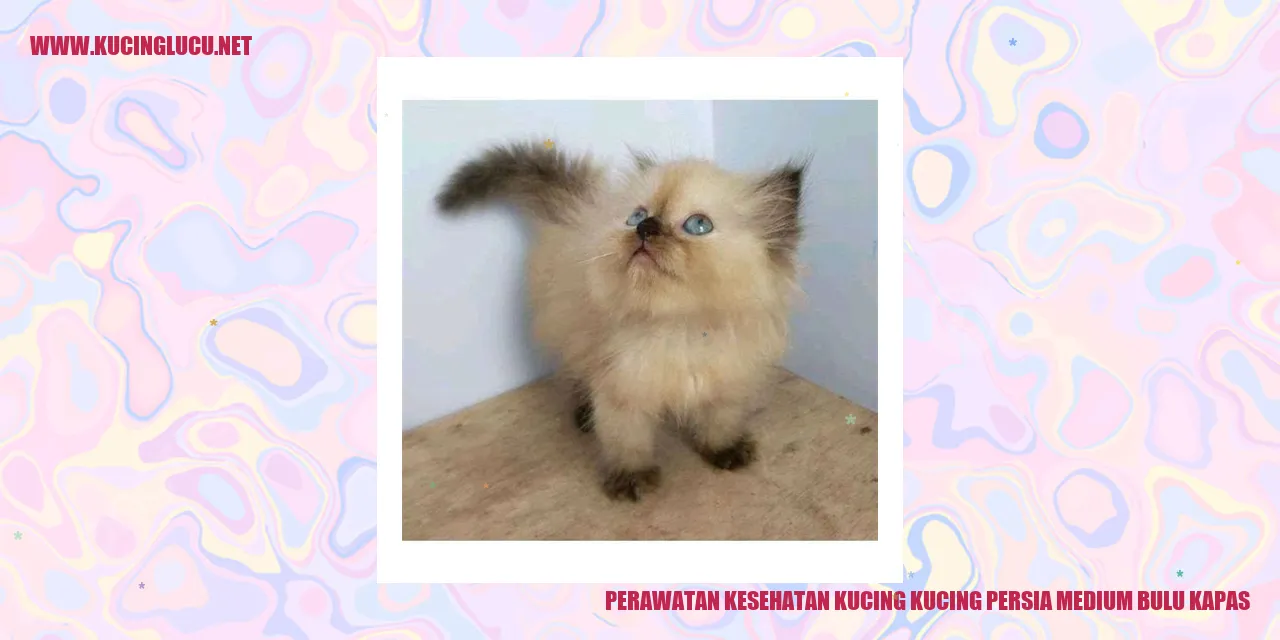 Kucing Persia Medium Bulu Kapas