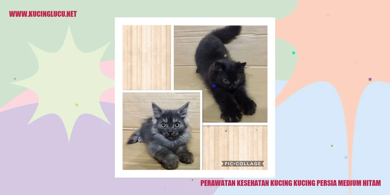 kucing persia medium hitam