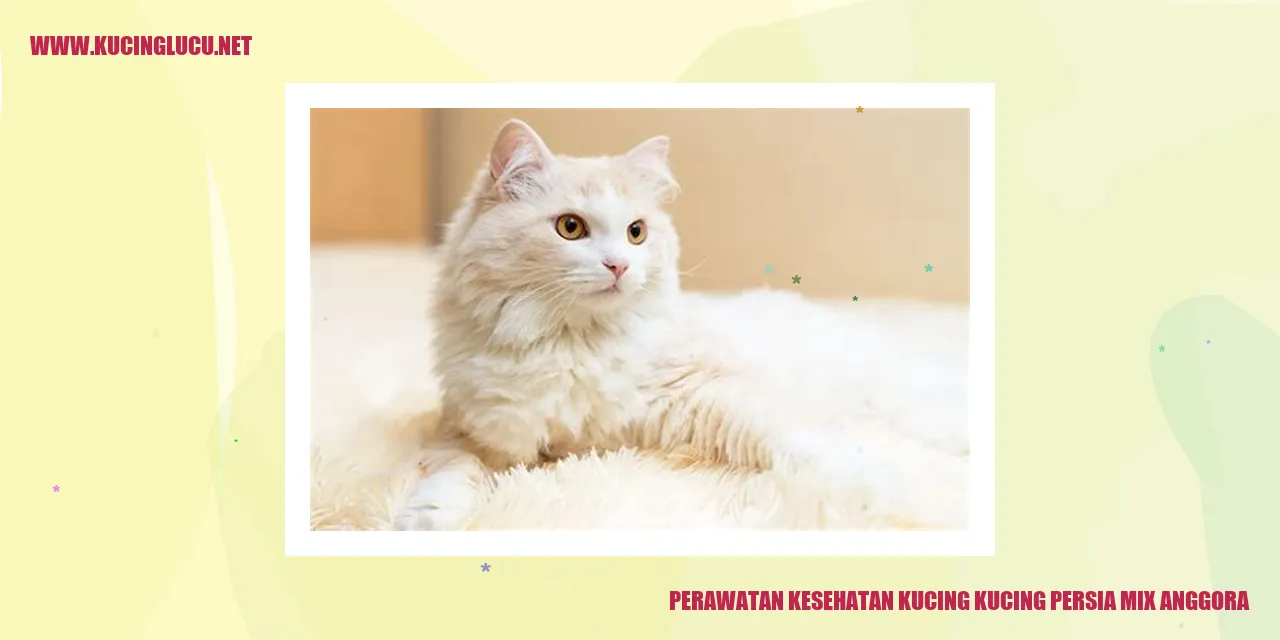 Kucing Persia Mix Anggora