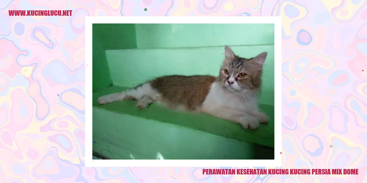 Perawatan Kesehatan Kucing Kucing Persia Mix Dome