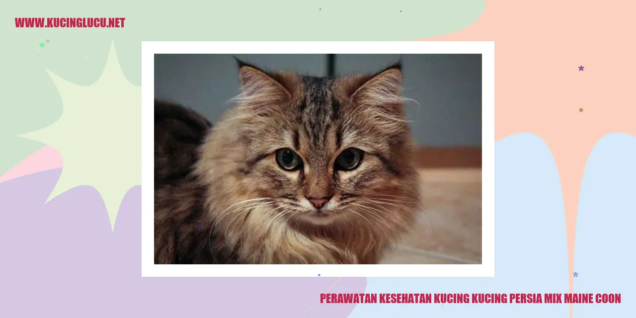 Kucing Persia Mix Maine Coon