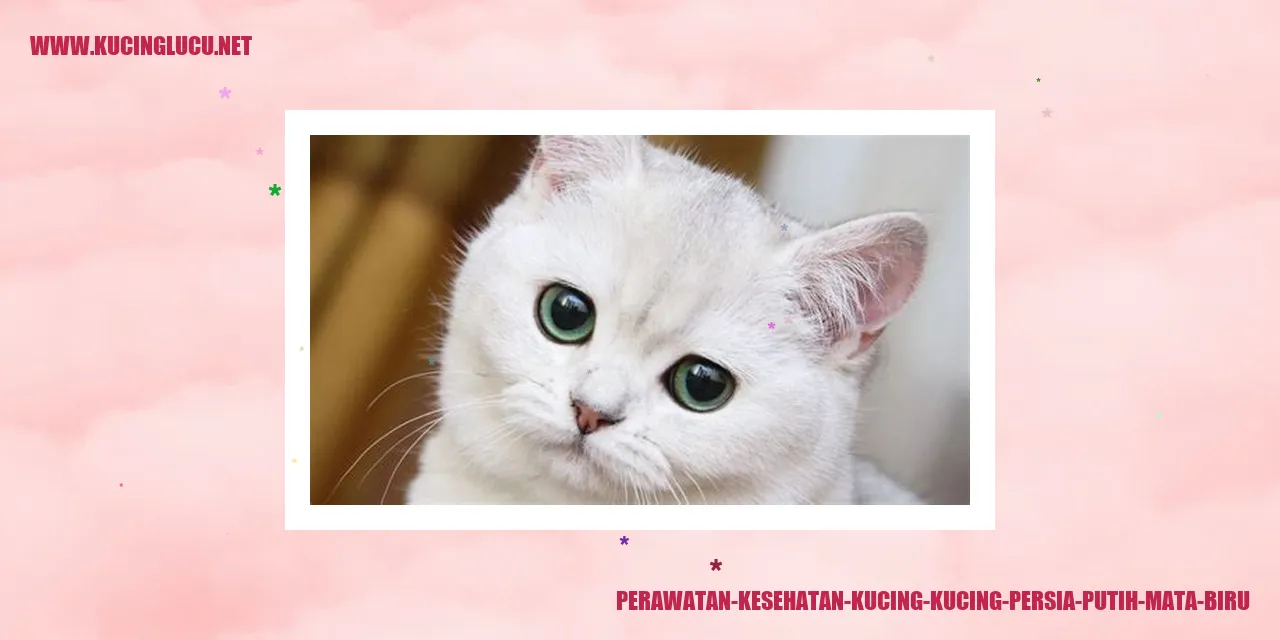 Kucing Persia Putih Mata Biru