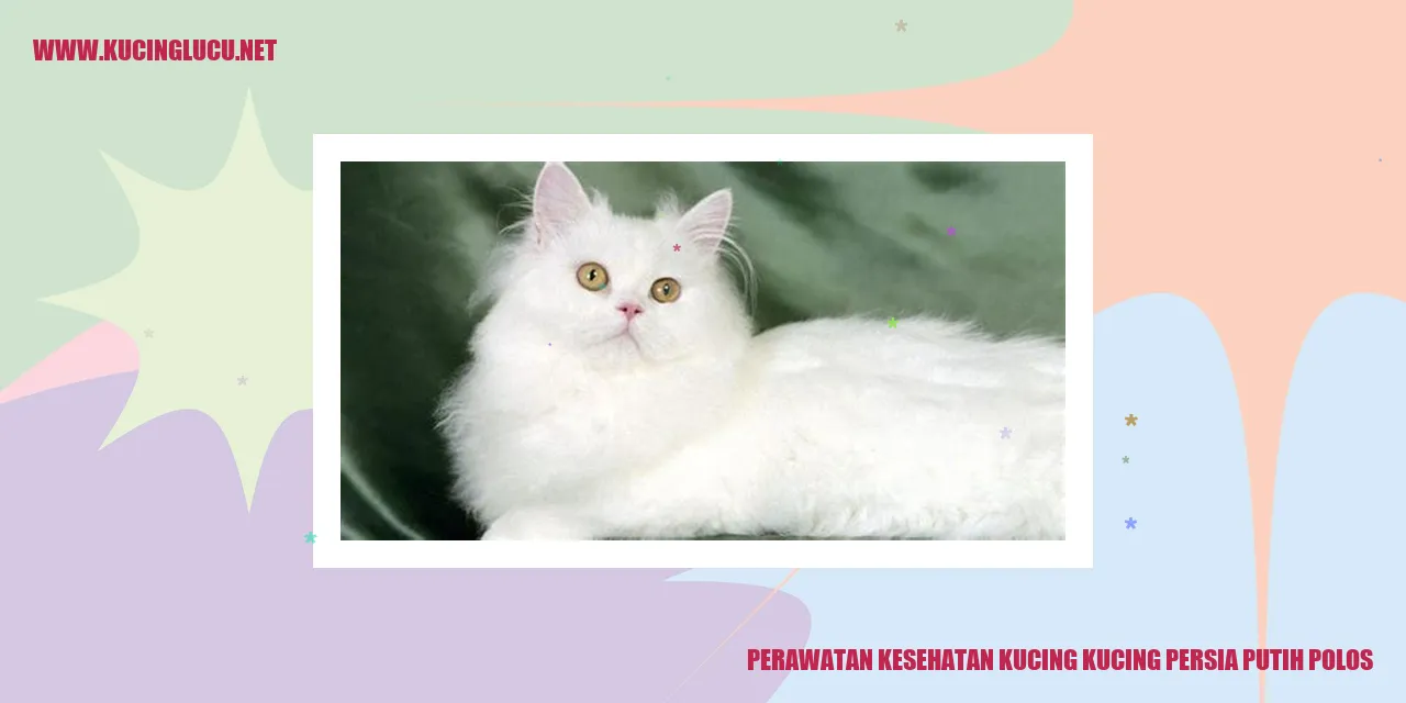 Gambar kucing persia putih polos