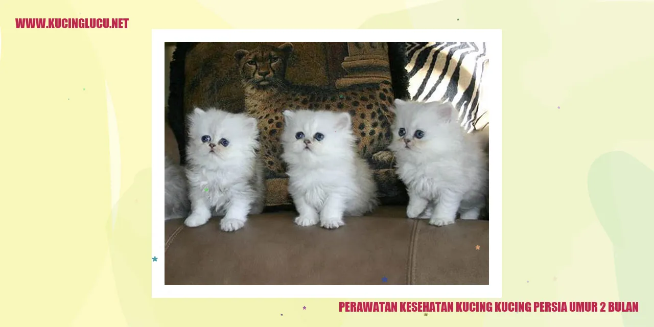 Gambar Kucing Persia Umur 2 Bulan