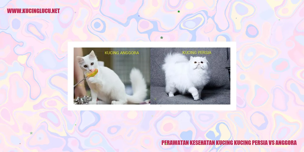 Gambar Kucing Persia dan Anggora