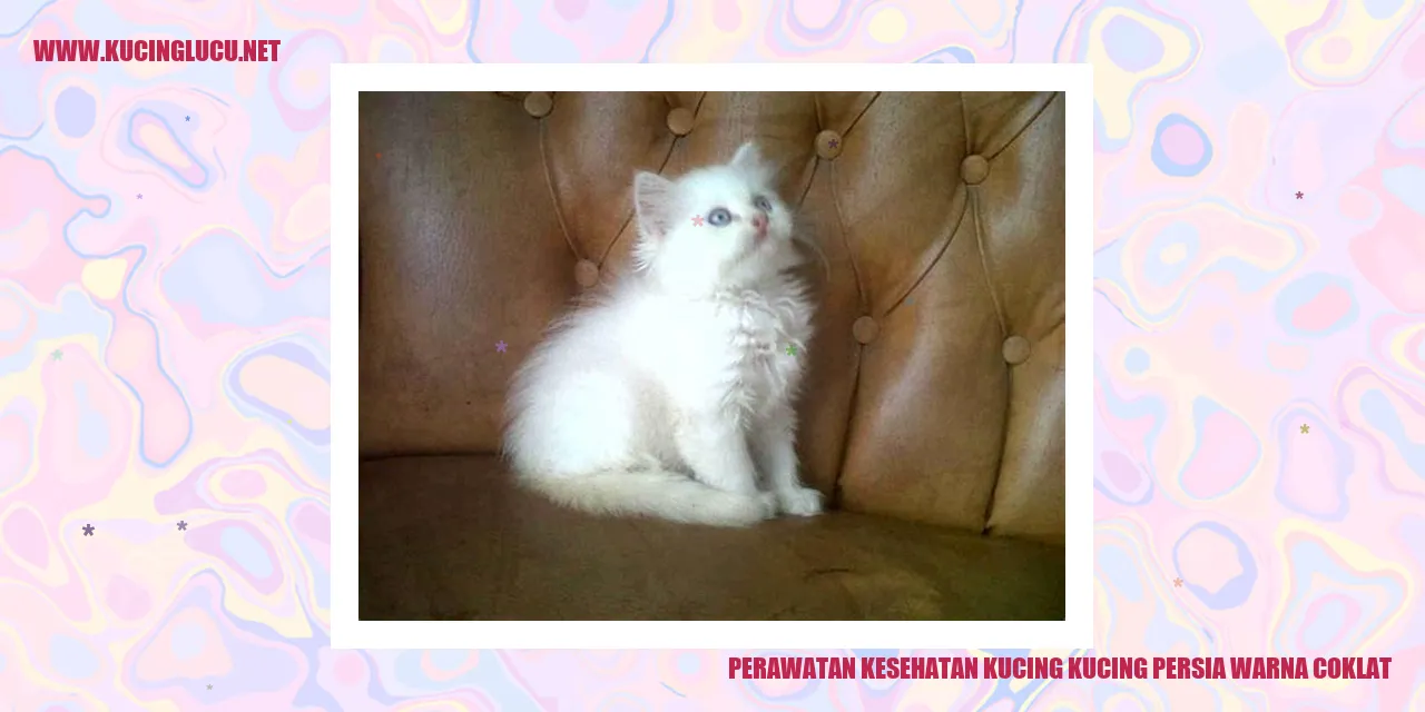 Kucing Persia Warna Coklat