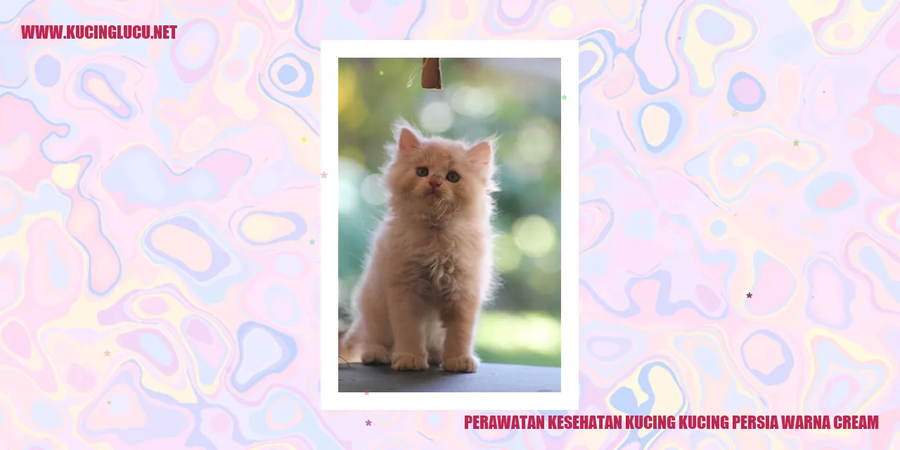 Kucing Persia Warna Cream