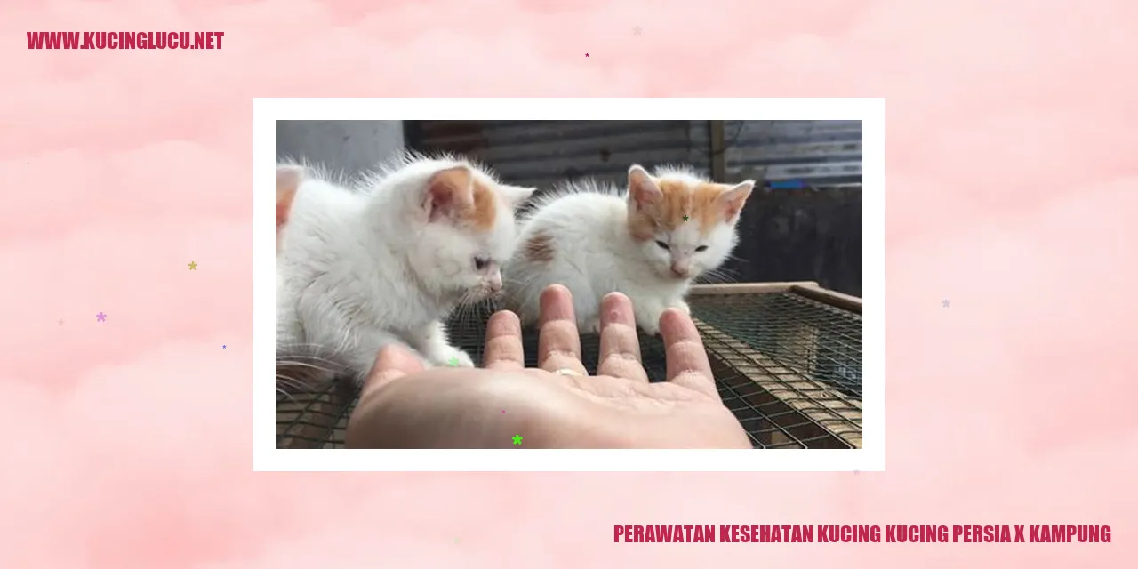 Kucing Persia x Kampung