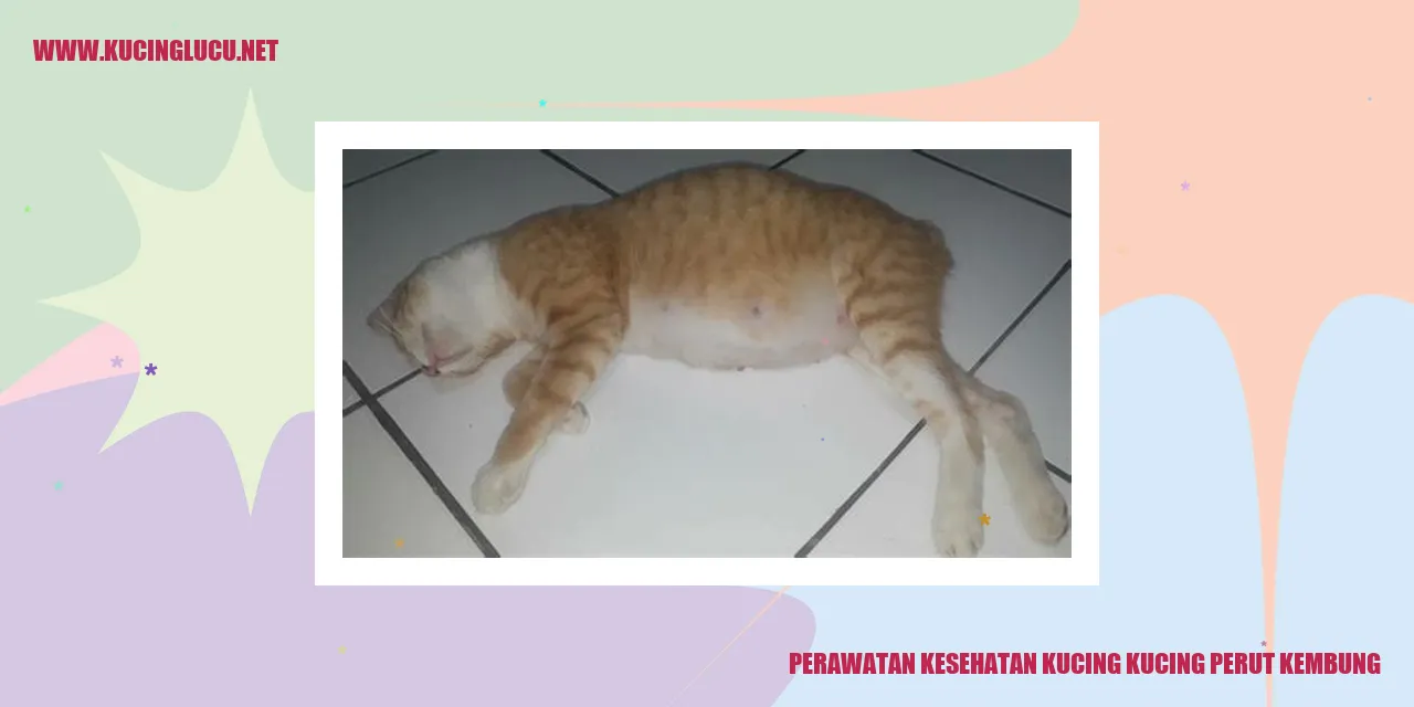 kucing dengan perut kembung