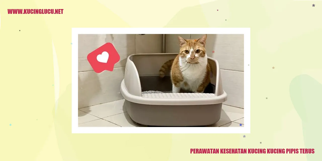 kucing pipis terus