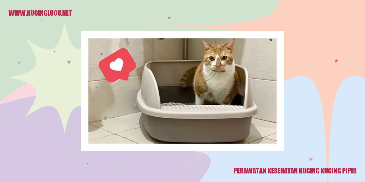 Kucing yang Mengalami Masalah Kencing di Tempat yang Tidak Semestinya
