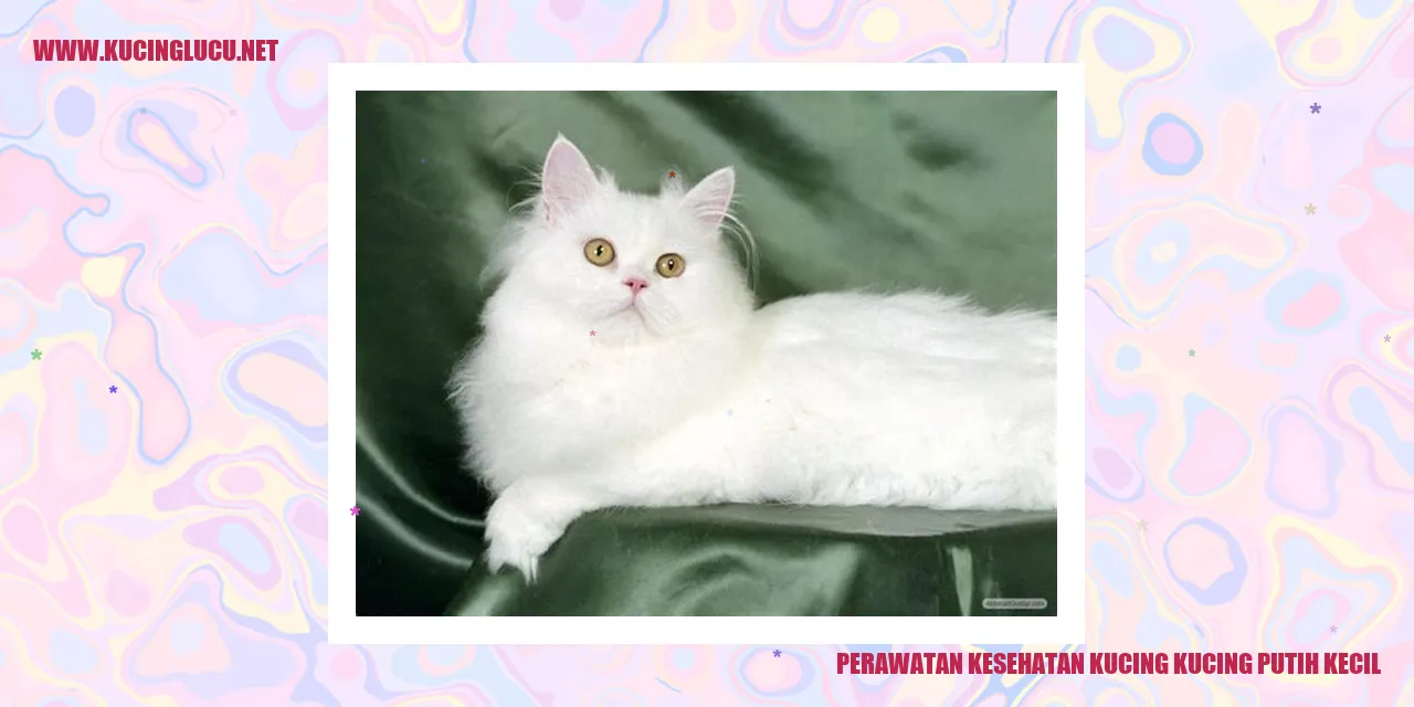 Gambar Kucing Putih Kecil