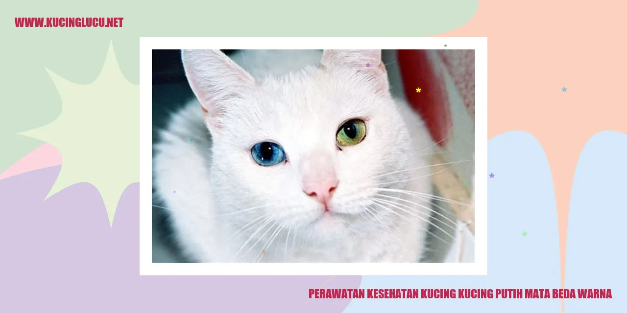 Perawatan Kucing dengan Mata Berbeda Warna