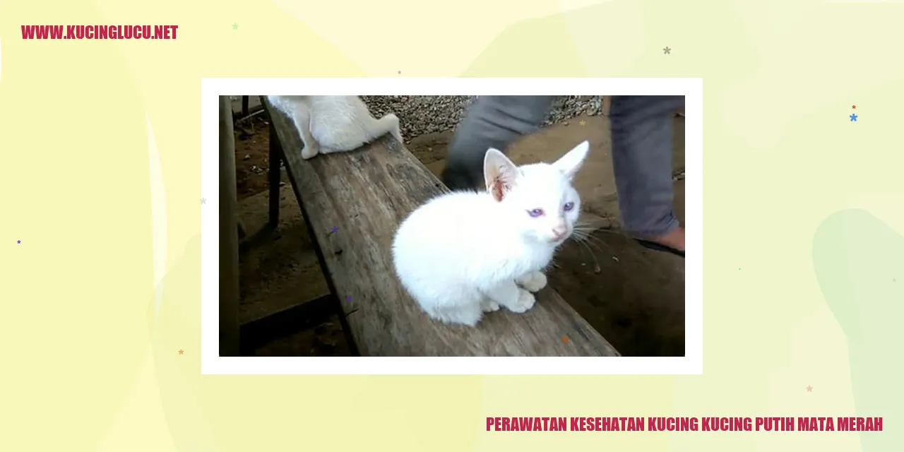 Gambar kucing putih mata merah