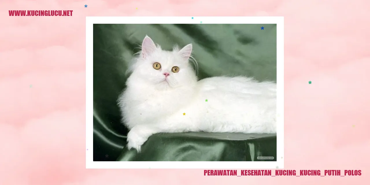 Perawatan Kesehatan Kucing Kucing Putih Polos