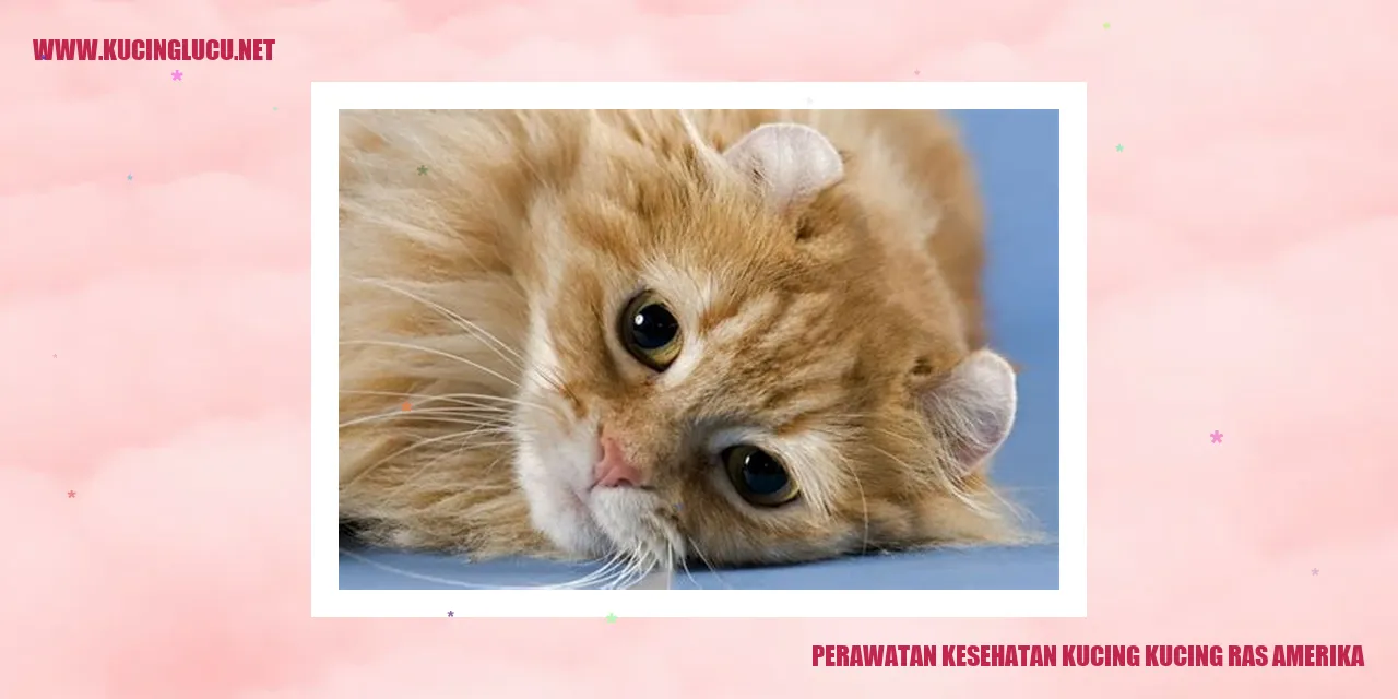 Perawatan Kesehatan Kucing Ras Amerika