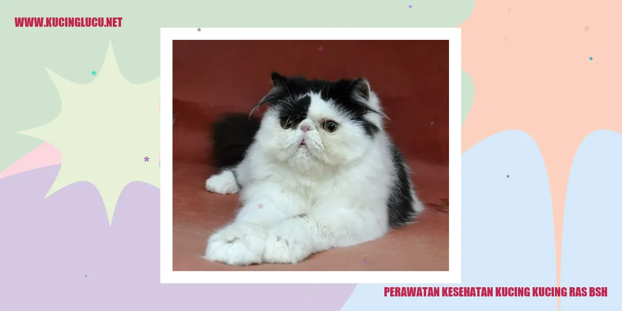 Perawatan Kesehatan Kucing Ras BSH
