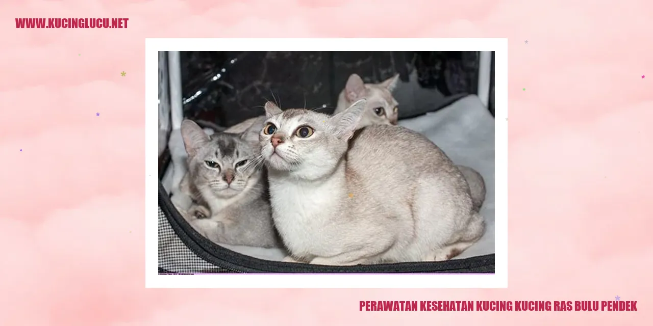Perawatan Kesehatan Kucing Ras Bulu Pendek