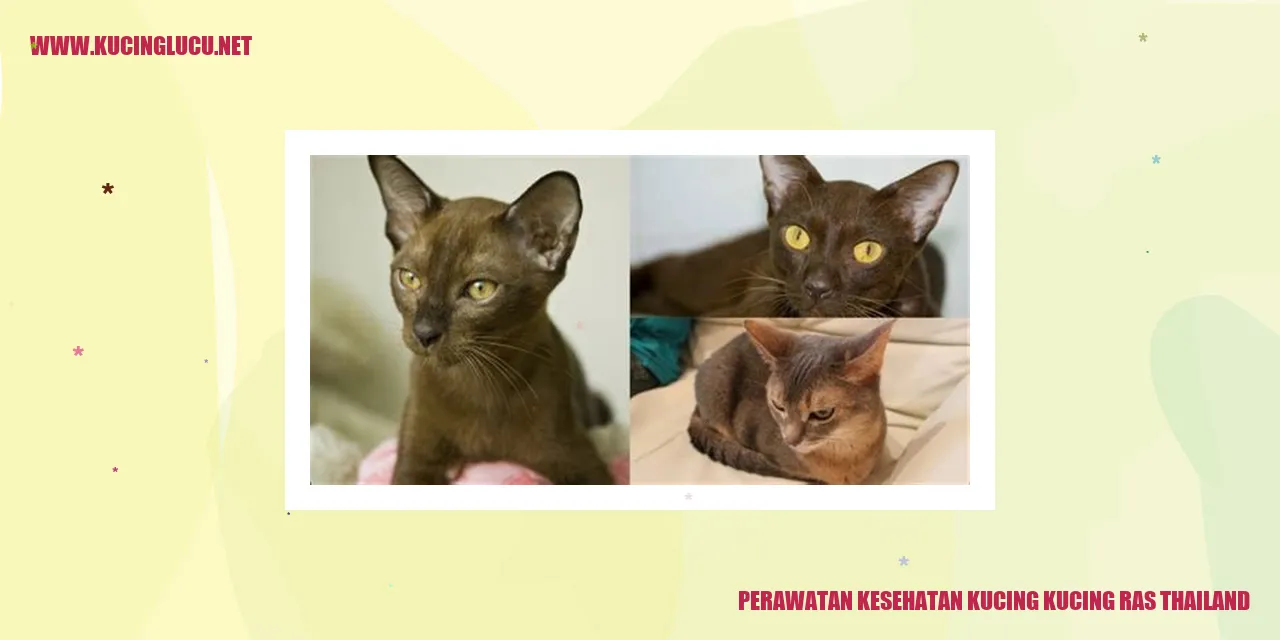 Kucing Ras Thailand
