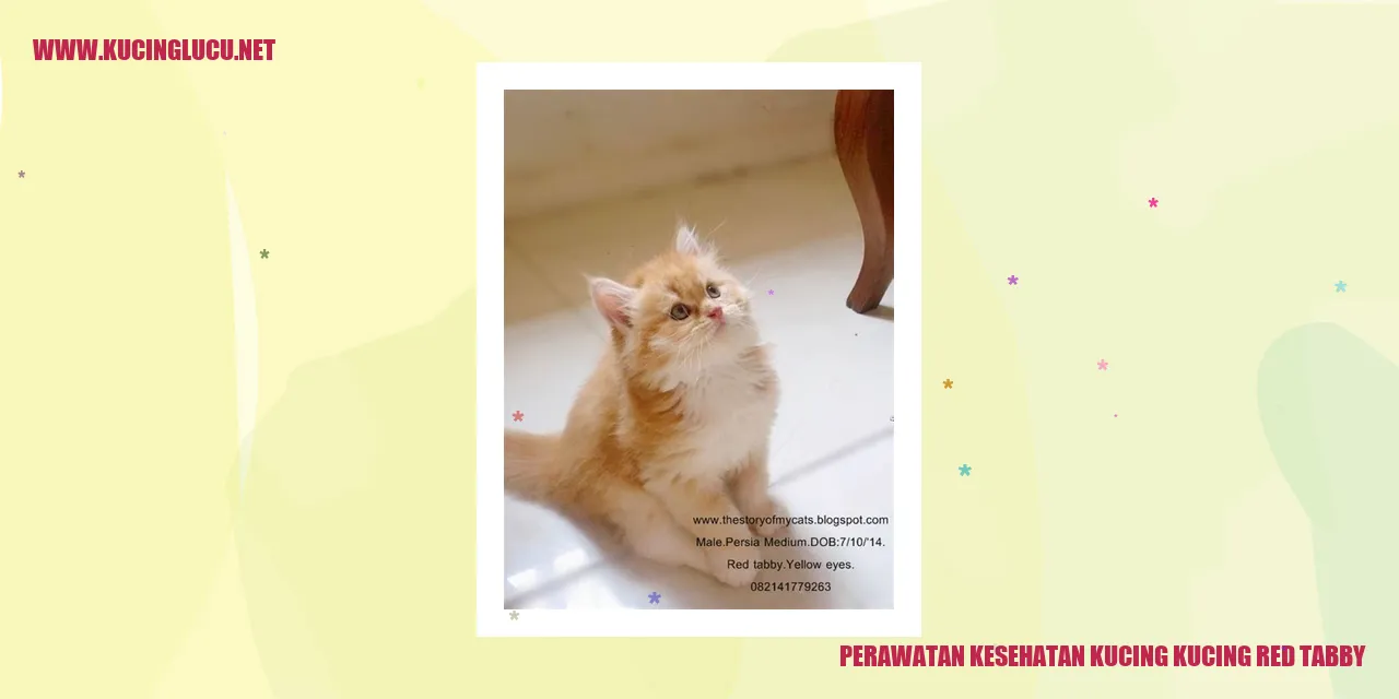 Gambar Kucing Red Tabby