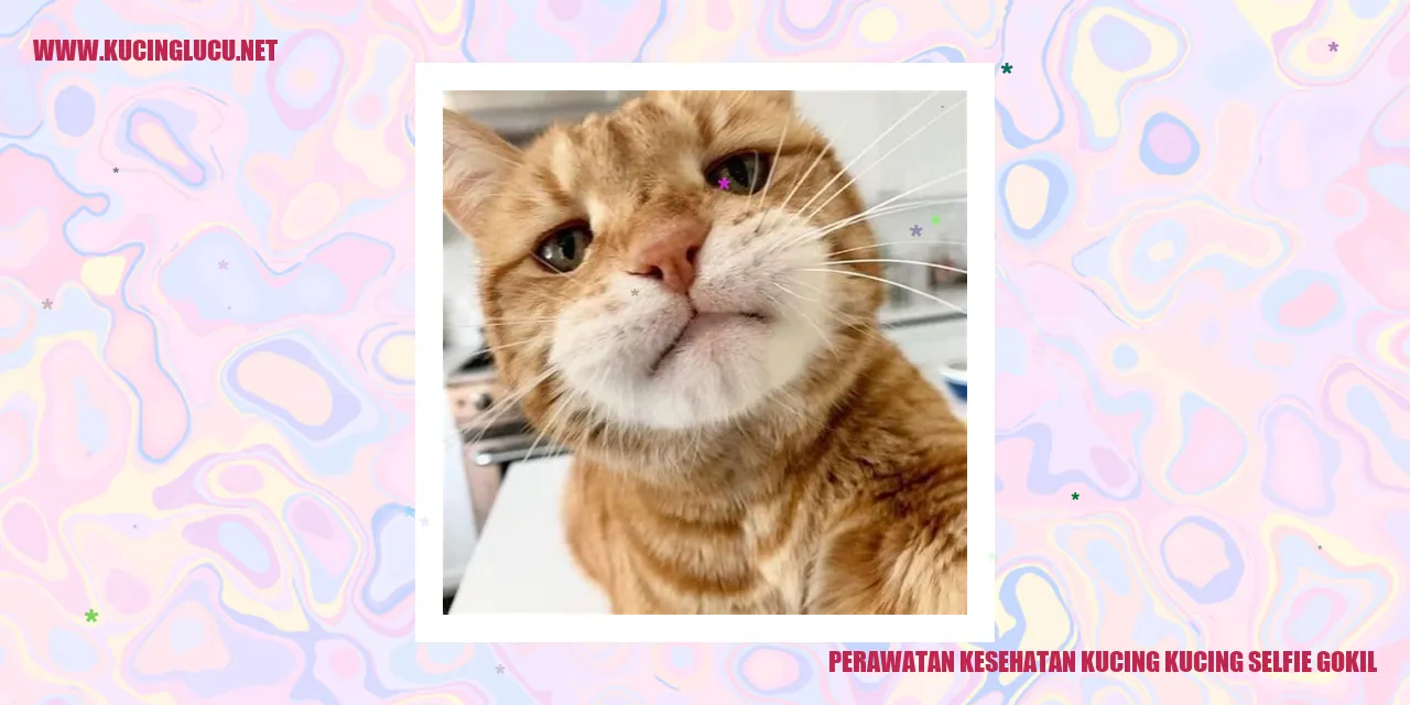 Foto kucing selfie gokil