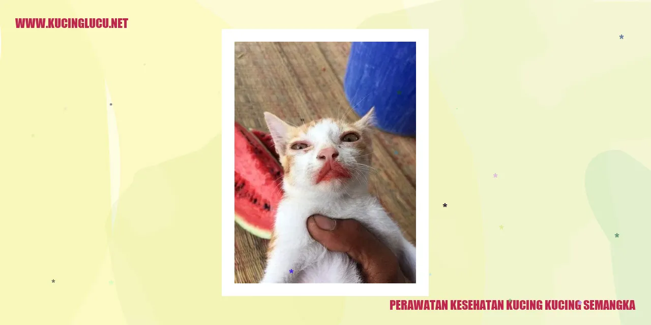 Perawatan Kesehatan Kucing