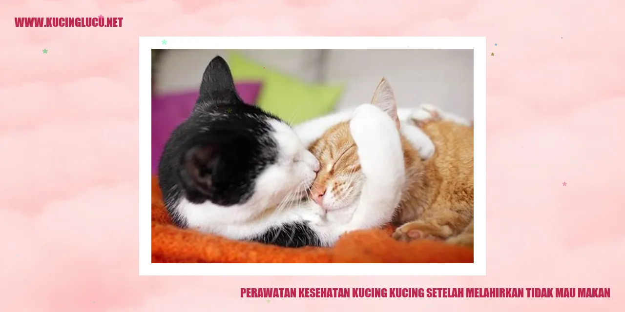 Gambar Kucing