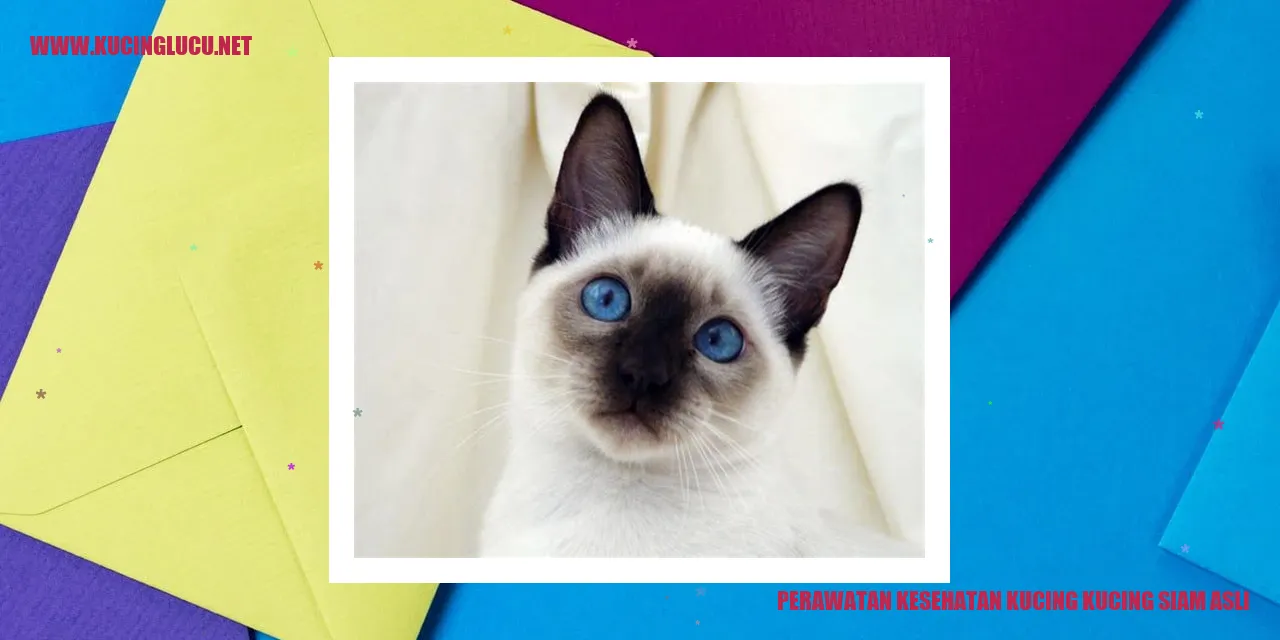 Foto Kucing Siam Asli