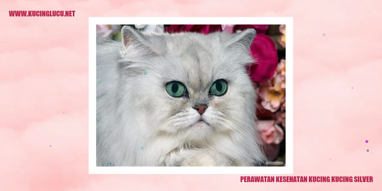 Perawatan Kesehatan Kucing Silver