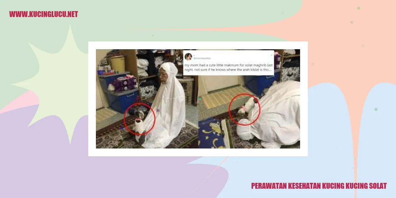 Kucing sedang bersantai