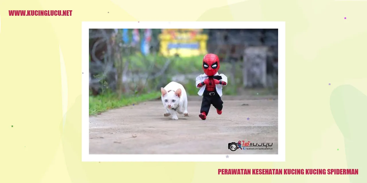 Perawatan Kesehatan Kucing Spiderman