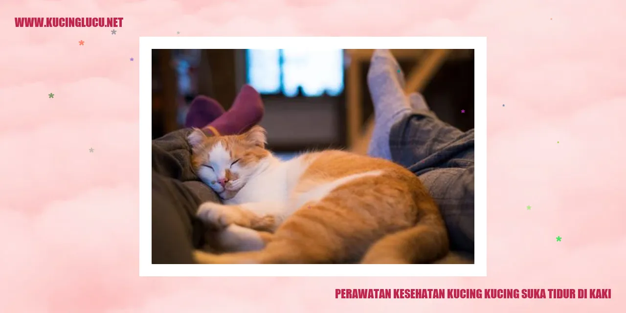 Kucing tidur di kaki