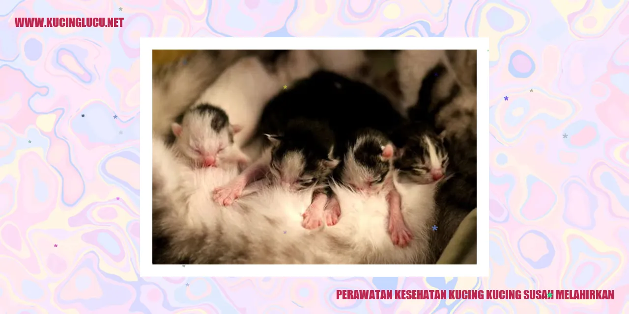 Perawatan Kesehatan Kucing yang Susah Melahirkan
