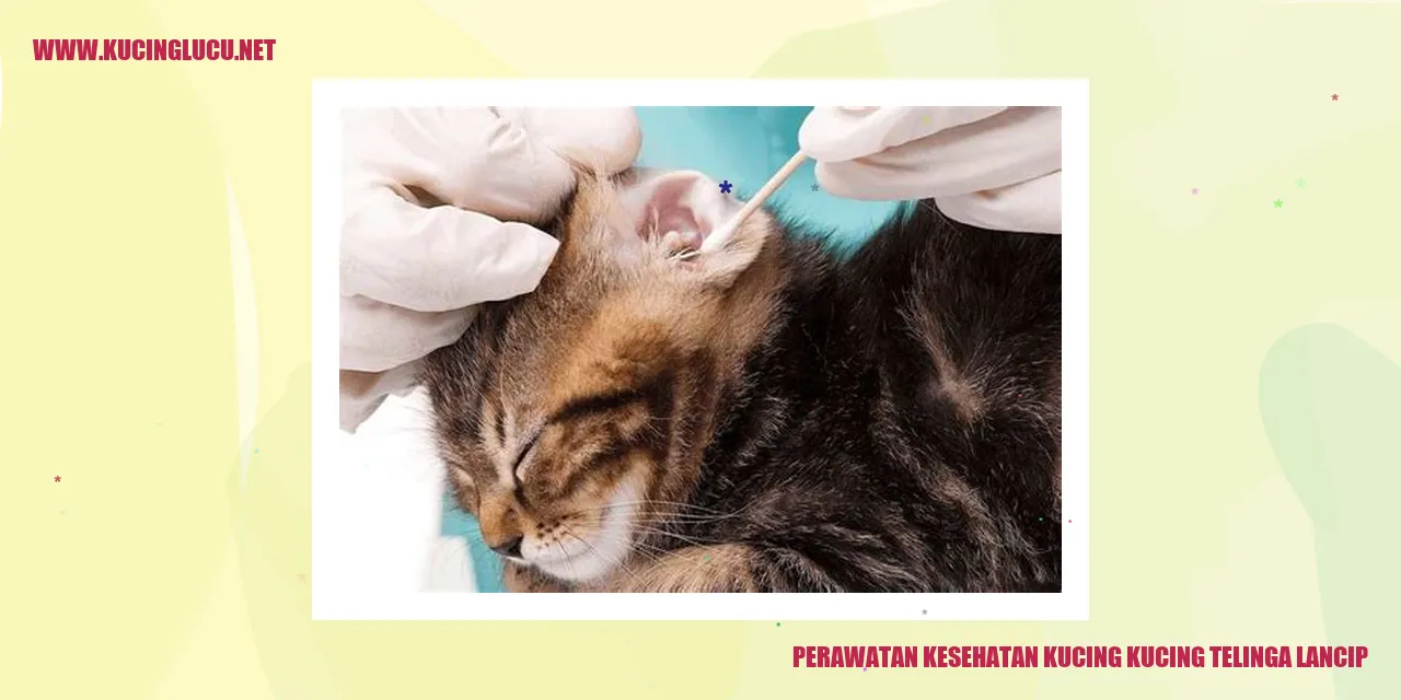 Perawatan Kucing dengan Telinga Lancip