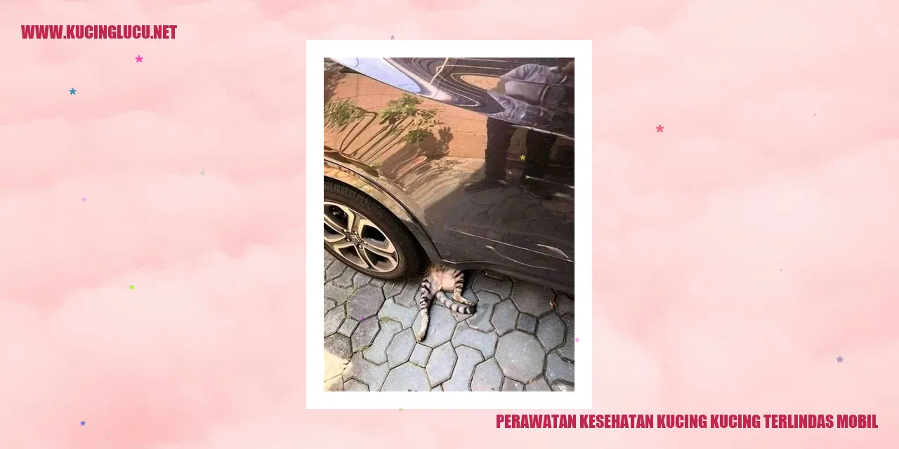 Perawatan Kesehatan Kucing kucing terlindas mobil