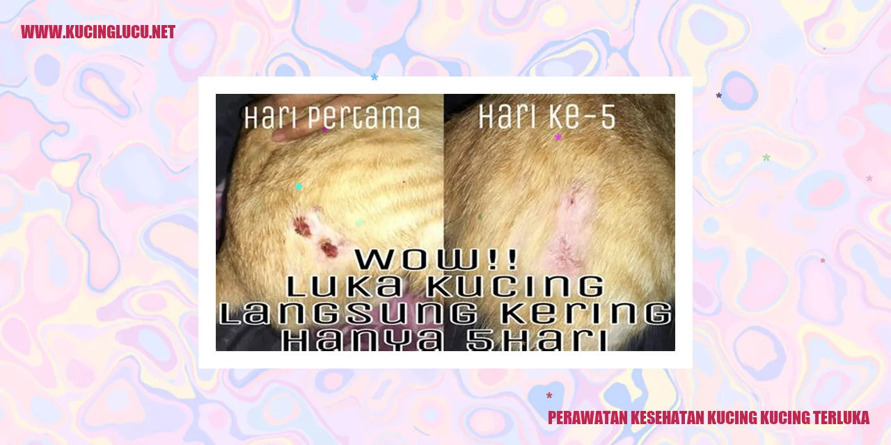Gambar Kucing Terluka