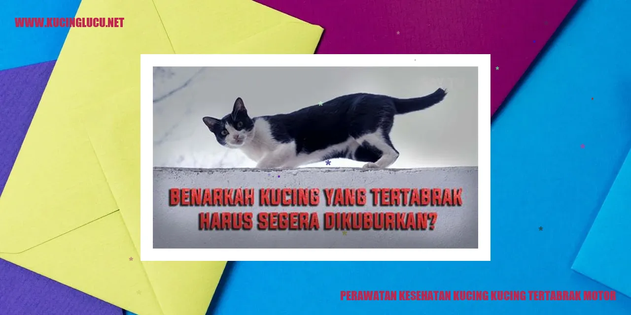Gambar Kucing Tertabrak Motor
