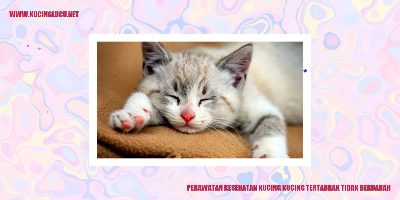 Perawatan Kesehatan Kucing