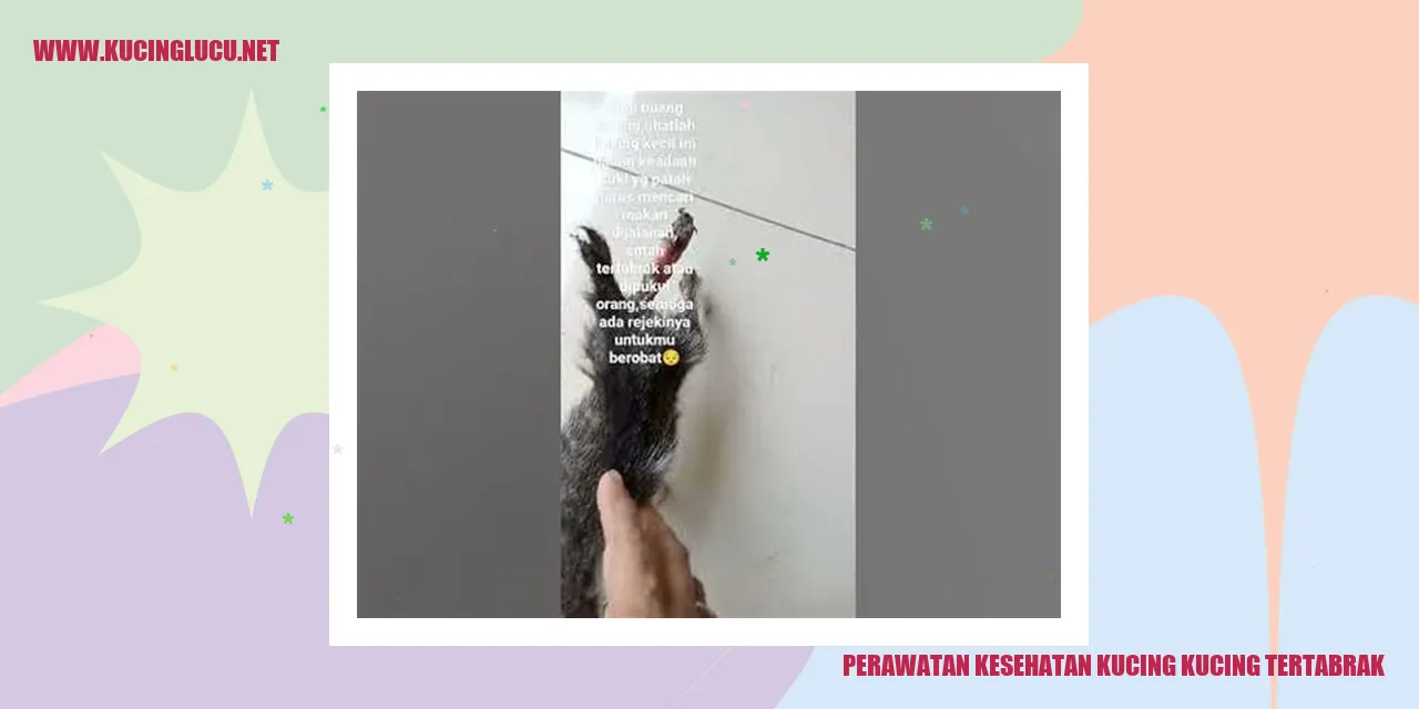 Perawatan Kucing Tertabrak