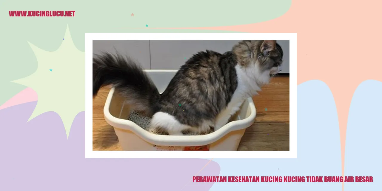 Perawatan Kesehatan Kucing yang Tidak Bisa Buang Air Besar
