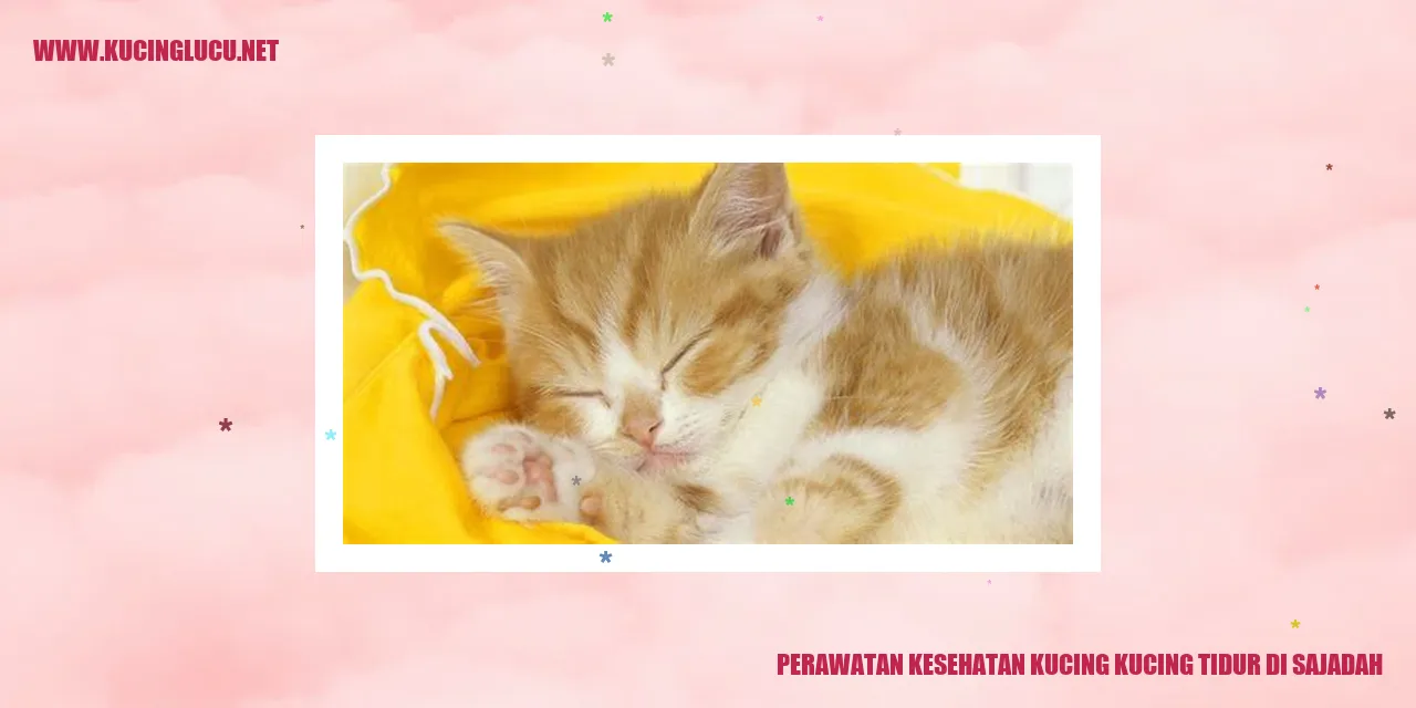 Kucing tidur di sajadah