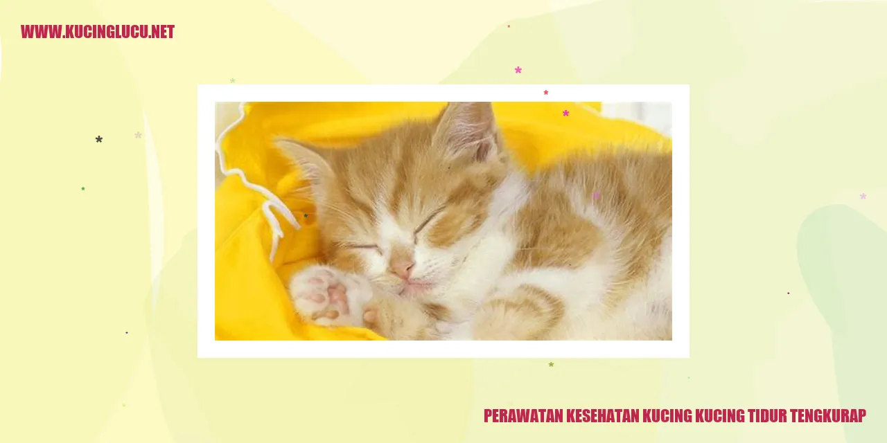 gambar kucing tidur tengkurap
