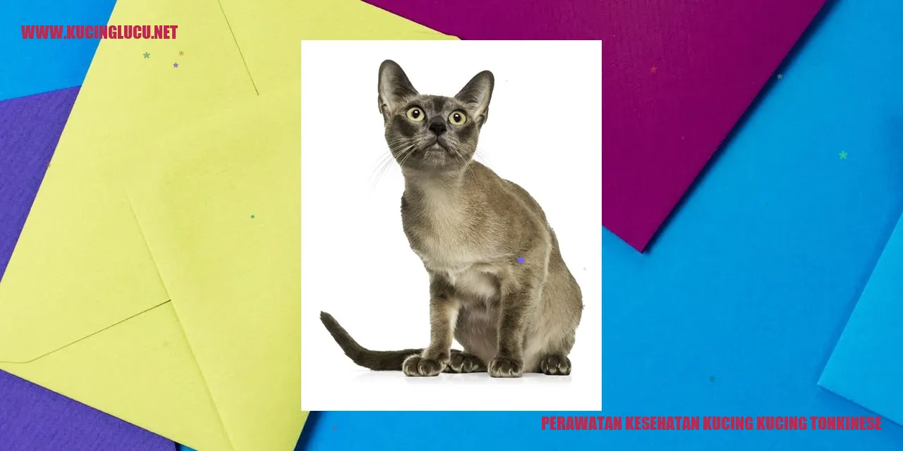 Kucing Tonkinese