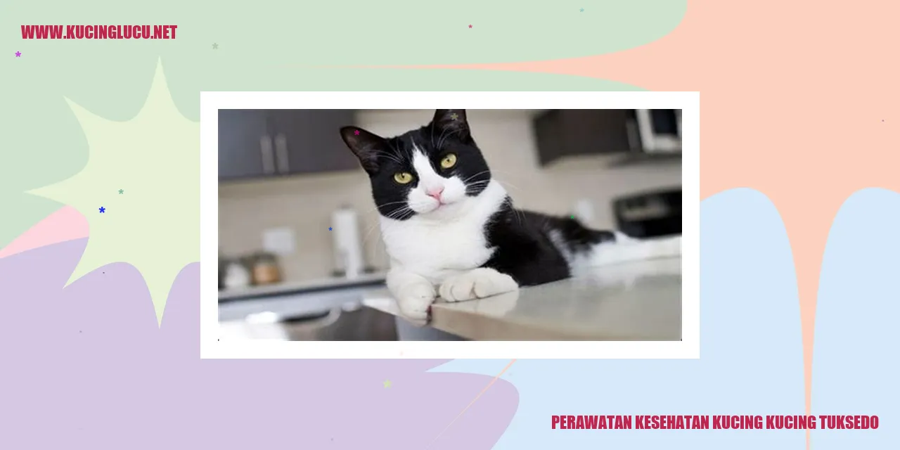 Perawatan Kesehatan Kucing Kucing Tuxedo