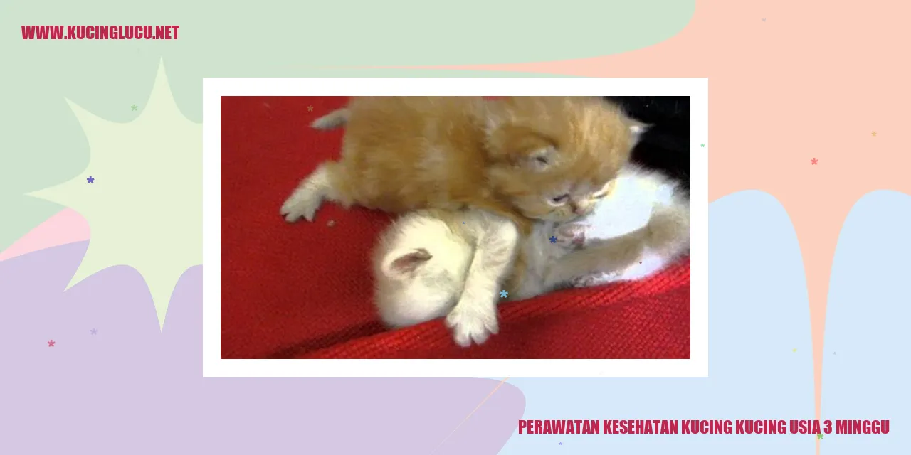 Perawatan Kesehatan Kucing